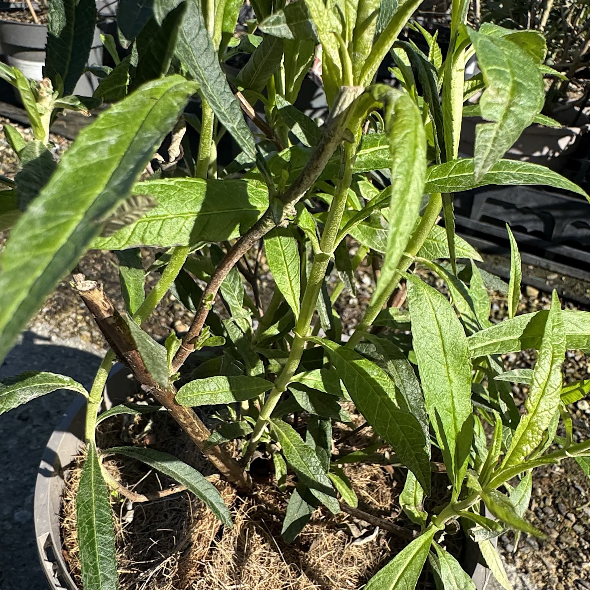Garden Plants