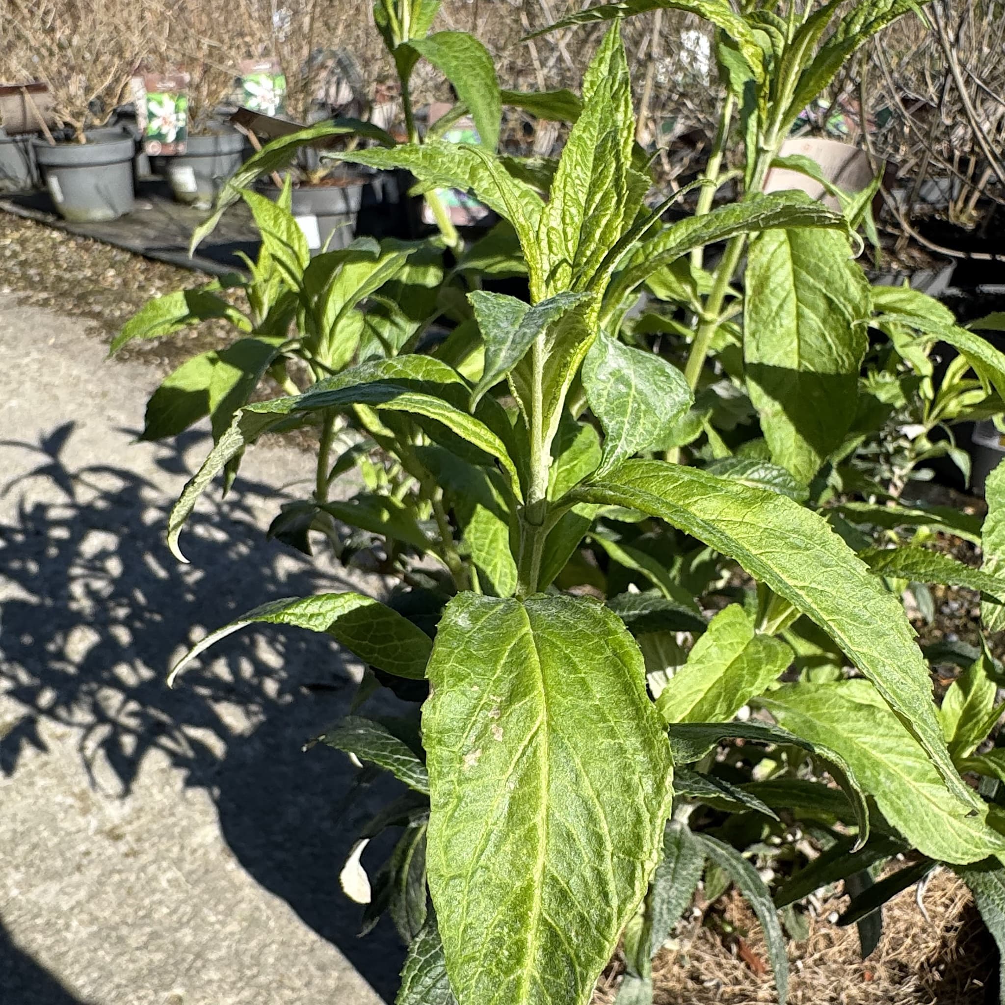 Perennials