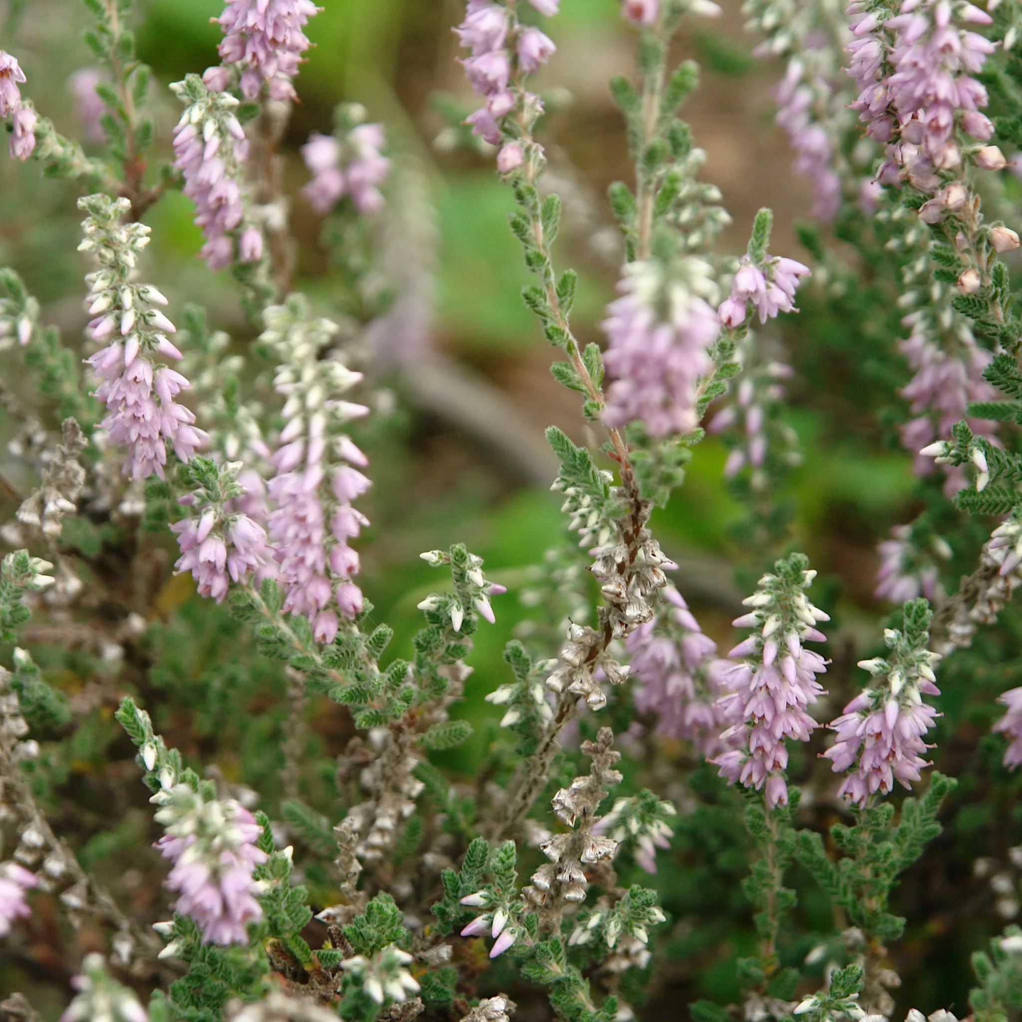 Shrubs