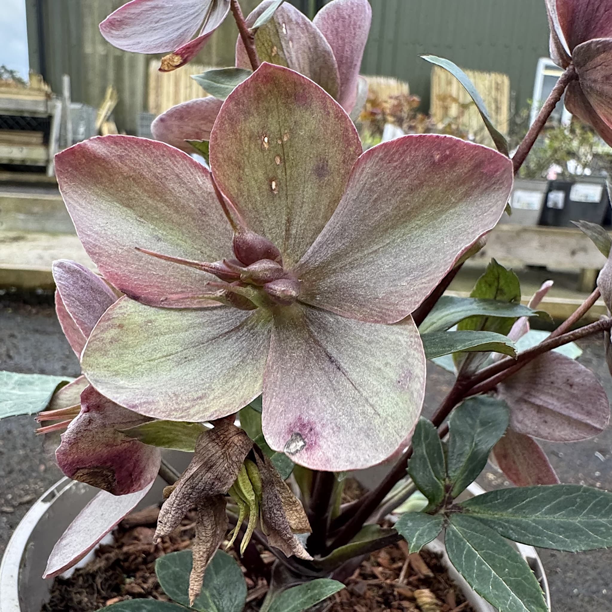 Purple Plants